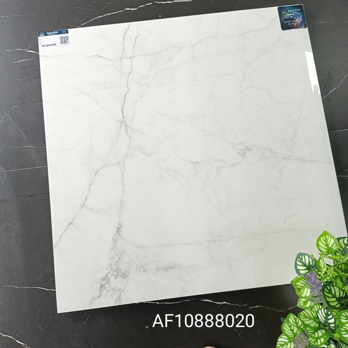 Gạch ốp lát 80x80 Apodio AF10888020