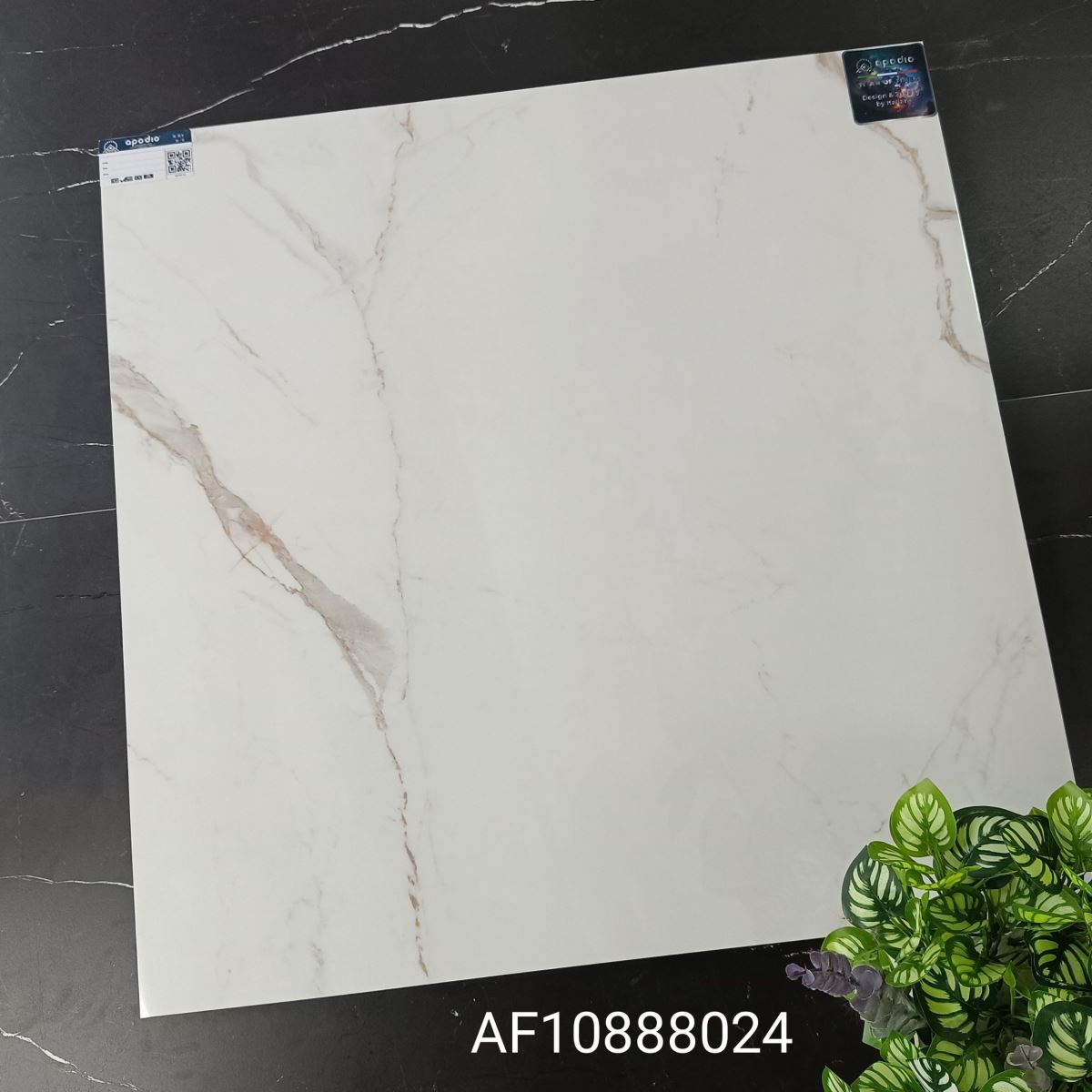 Gạch ốp lát 80x80 Apodio AF10888024